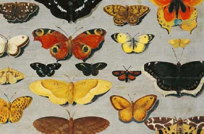Sammlung von Schmetterlingsbildern berühmter Künstler sowie Studien von Schmetterlingen.