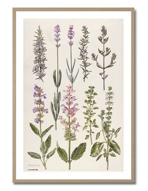 Küchenbild Rosemary and other herbs von Elizabeth Rice