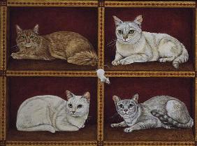 The Cat-Quartet 