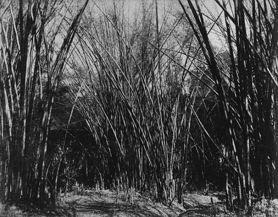 Bamboo Clump, Trinidad, c.1891 von English Photographer