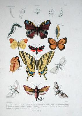 Various butterflies, from 'Dictionnaire Elementaire d'Histoire Naturelle', engraved by Felix, 1842 ( 1949