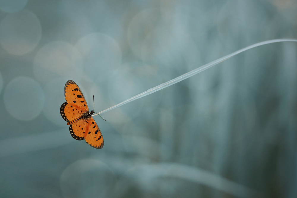 orangefarbener Schmetterling von Aan Unchu