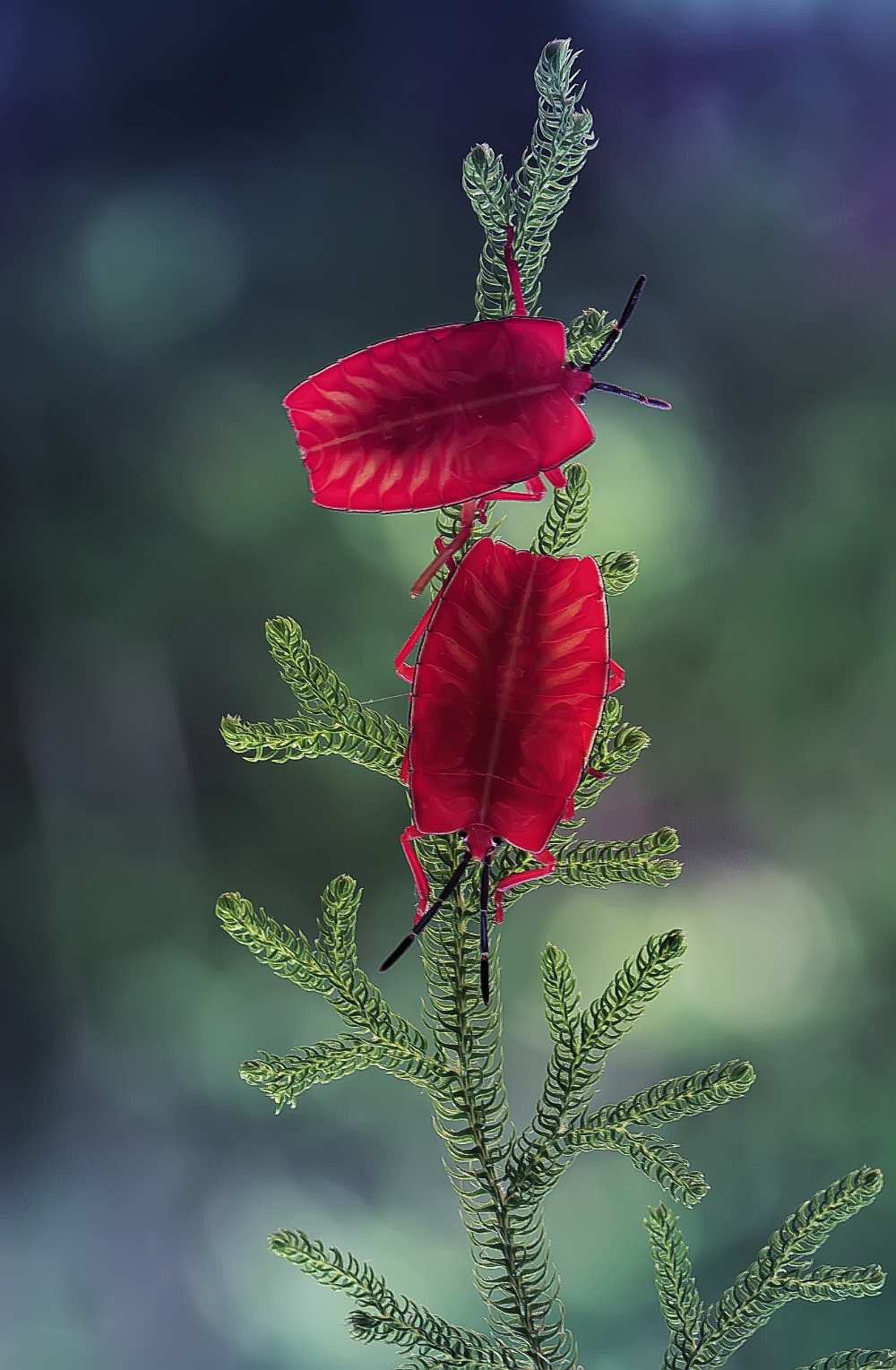 Red Ladybug von Abdul Gapur Dayak