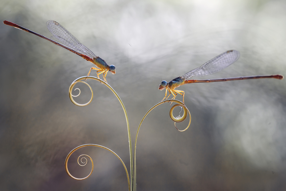 Romantische Libellen von Abdul Gapur Dayak