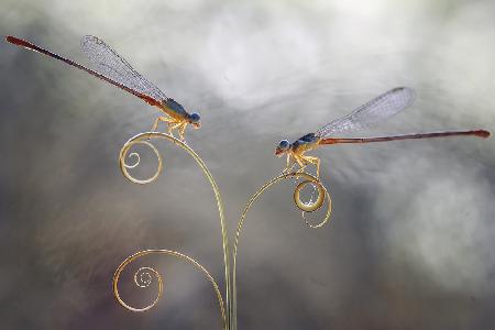 Romantische Libellen