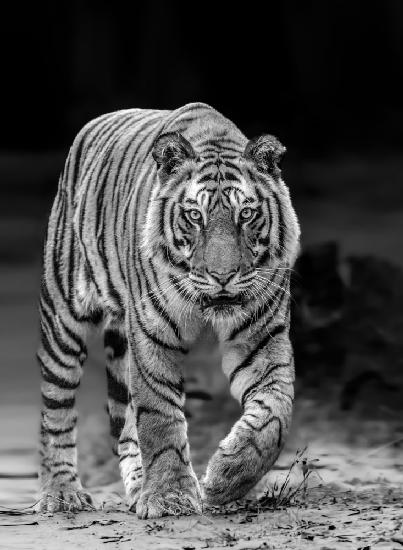 Tiger frontal