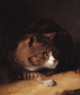 A Tabby Cat 1817