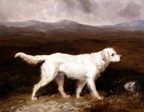 Charles Brett's White English Setter 'Sam' in a Moorland Landscape 1836