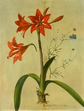 Amaryllis und Gilia 1844