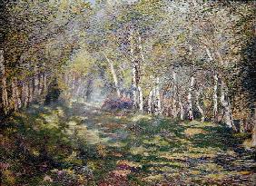 Silver Birches (oil on canvas) 18th