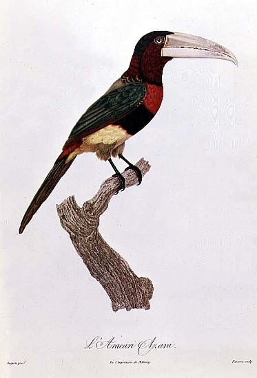 Azara Aracari; engraved by Barriere von (after) Jacques Barraband