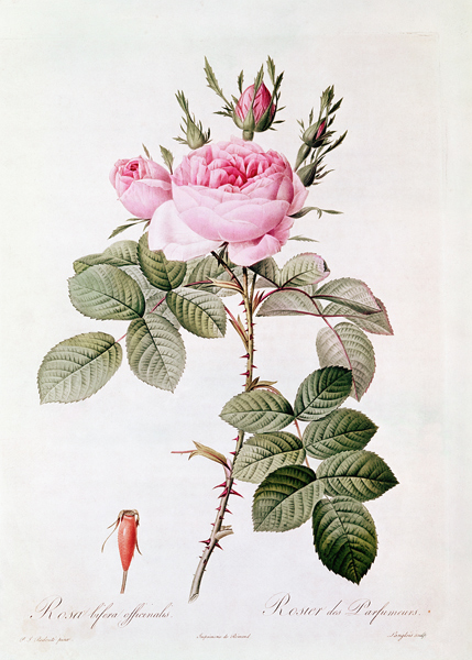 Rosa Bifera Officinalis, from ''Les Roses'' Claude Antoine Thory (1757-1827) ; engraved by Eustache  von (after) Pierre Joseph Redoute