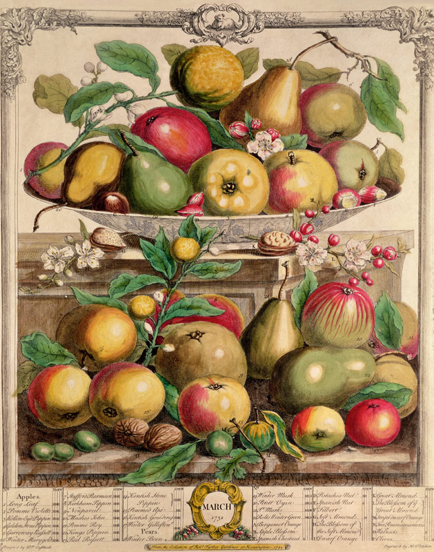 March, from ''Twelve Months of Fruits'', Robert Furber (c.1674-1756) ; engraved by  Henry Fletcher,  von (after) Pieter Casteels