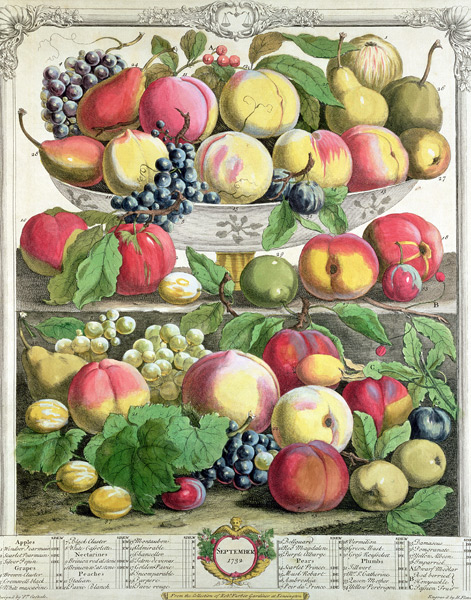 September, from ''Twelve Months of Fruits'', Robert Furber (c.1674-1756) ; engraved by  Henry Fletch von (after) Pieter Casteels