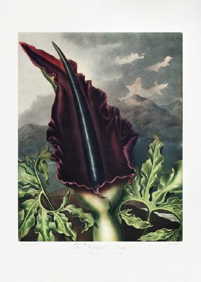 Der Drachenwurm aus dem Tempel der Flora (1807)