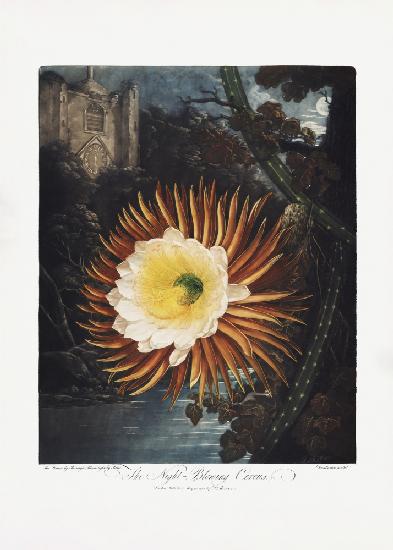 Der nachtblasende Cereus aus dem Tempel der Flora (1807)