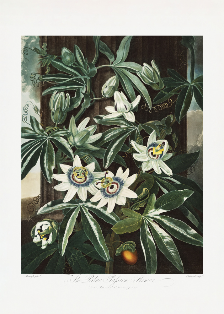 Die Passiflora Cerulea aus dem Tempel der Flora (1807) von Robert John Thornton