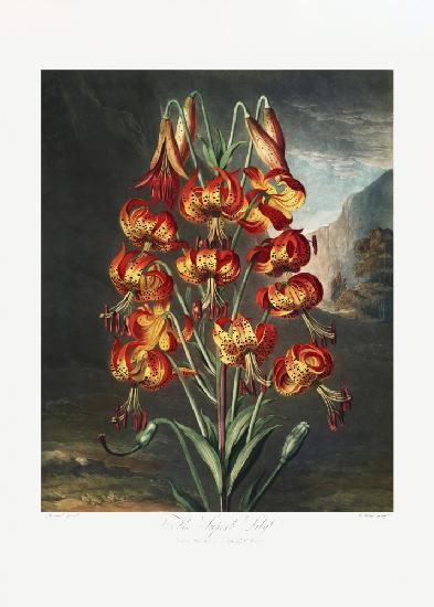 Die prächtige Lilie aus dem Tempel der Flora (1807)