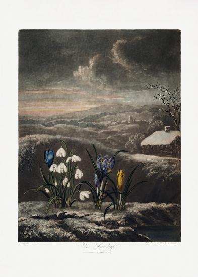 Die Schneeglöckchen aus dem Tempel der Flora (1807)