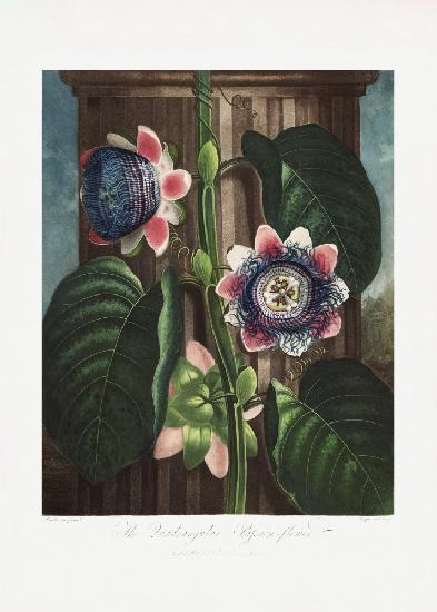 Die viereckige Passionsblume aus dem Tempel der Flora (1807)