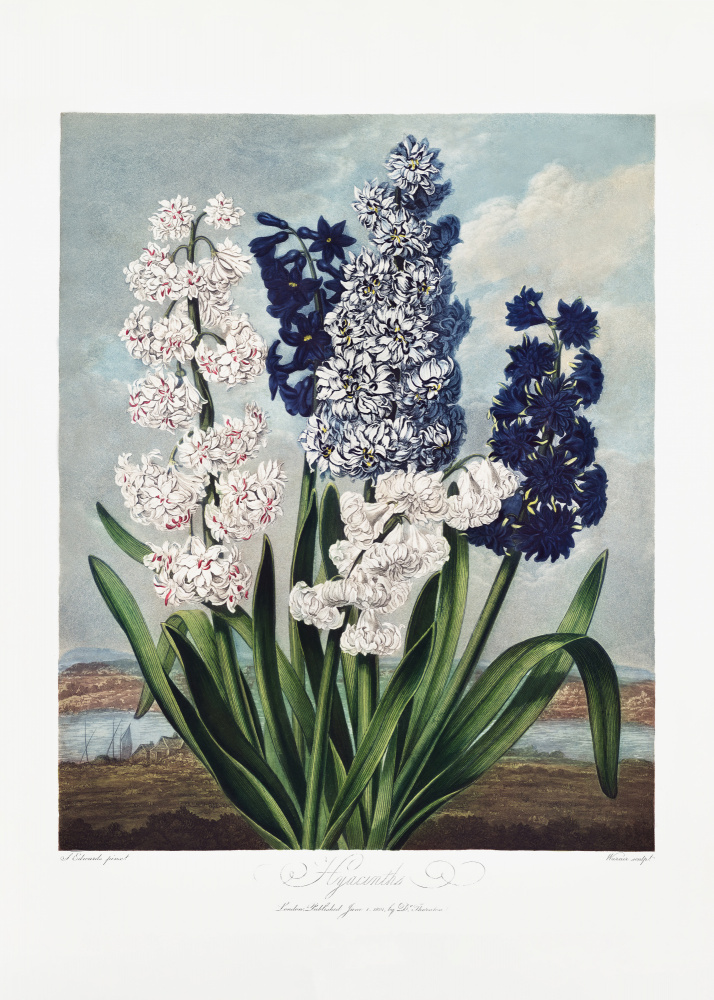 Hyazinthen aus dem Tempel der Flora (1807) von Robert John Thornton
