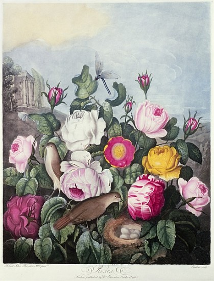 Roses; engraved by Earlom, from ''The Temple of Flora'', by Robert Thornton, pub. 1805 von Robert John Thornton