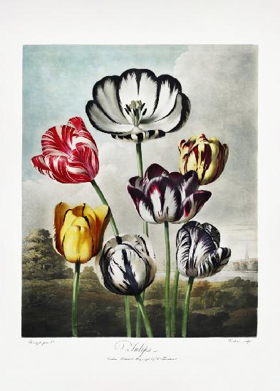 Tulpen aus dem Tempel der Flora (1807)