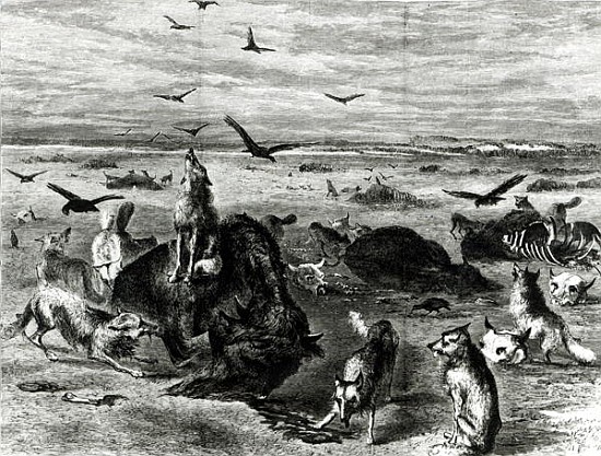 Slaughter of Buffaloes on the Plains, from Harpers Weekly 1872 von (after) Theodore Russell Davis