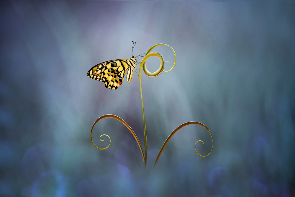 wunderschönes Schmetterlingsblau von Agus Wahyudi