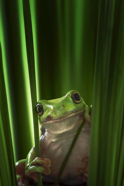 Green Frog von Ahmad Gafuri