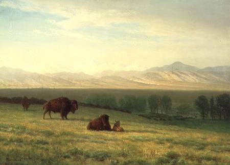 Buffalo on the Plains von Albert Bierstadt