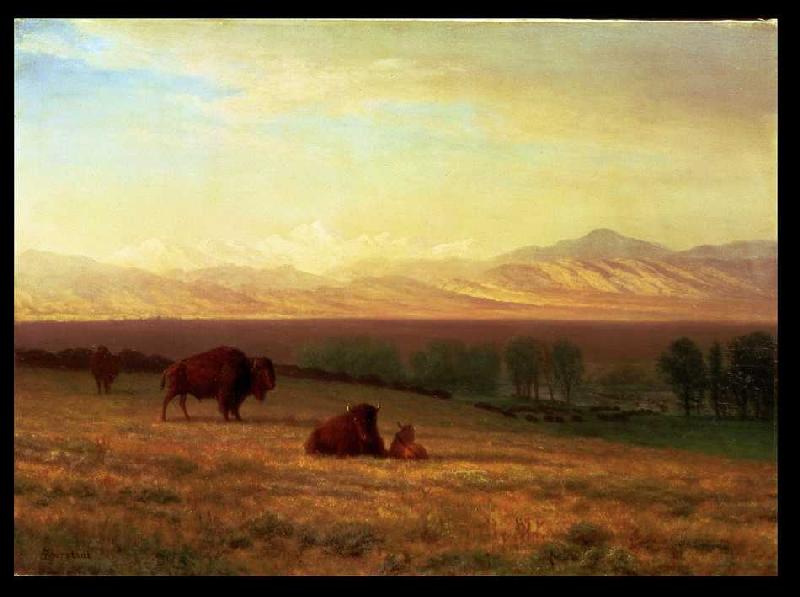 Buffalos in ebener Landschaft von Albert Bierstadt