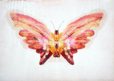 Butterfly von Albert Bierstadt