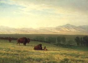 Buffalo on the Plains c.1890