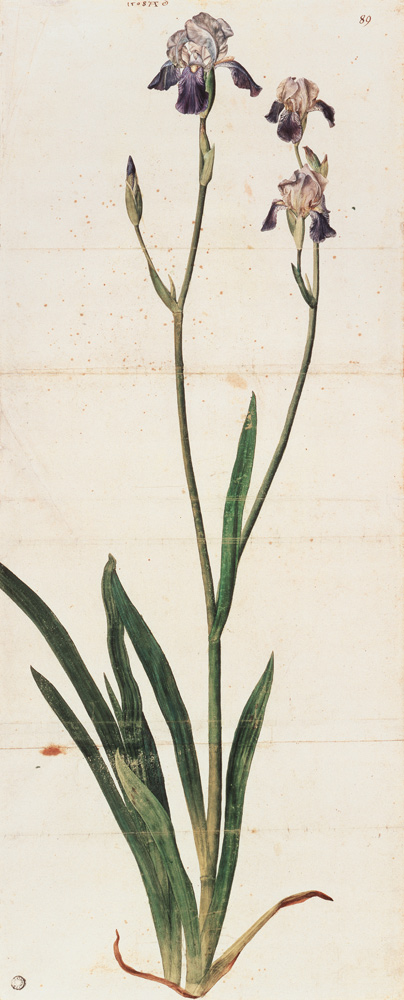 Blau blühende Schwertlilie - Iris Germanica Iris Trojana? von Albrecht Dürer