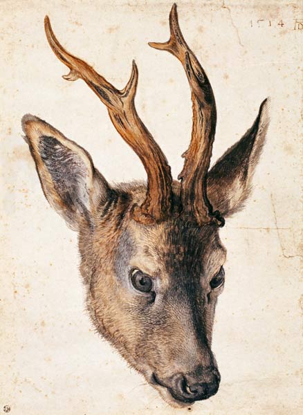 Kopf eines Rehbocks von Albrecht Dürer