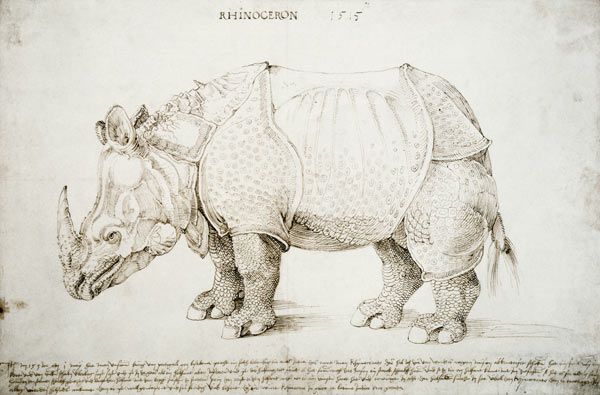 Rhinozeros von Albrecht Dürer