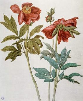 Peonies / Dürer