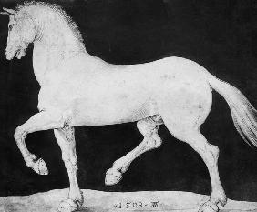 Pferd 1503