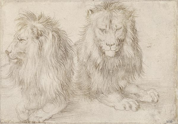 Zwei Löwen von Albrecht Dürer