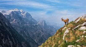 Alpine Ibex in the mountains