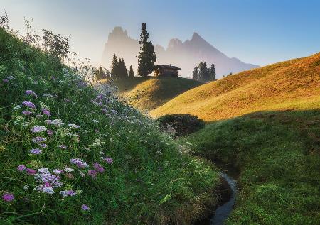 Blumiger Morgen