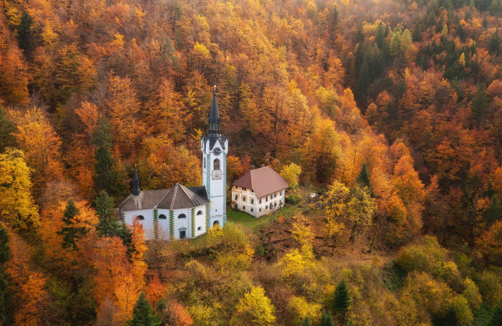 Kathedrale im Wald von Ales Krivec