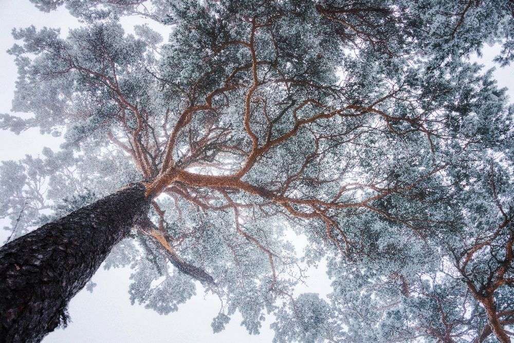Winter-Baumlinien von Ales Krivec