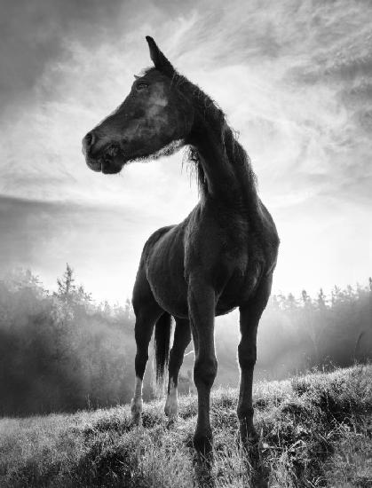 Pferd mit Hintergrundbeleuchtung