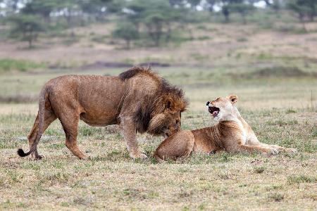 Flirtende Löwen