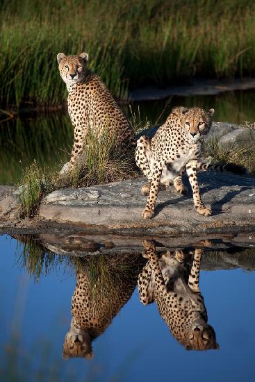Geparden im Spiegel