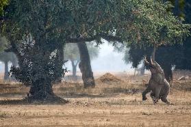 Mana Pools Secret