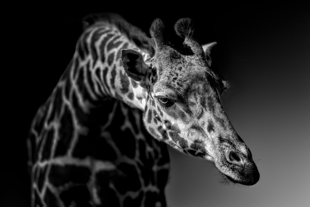 Giraffe von Alex Zhao