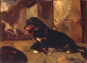 Chien basset 1834